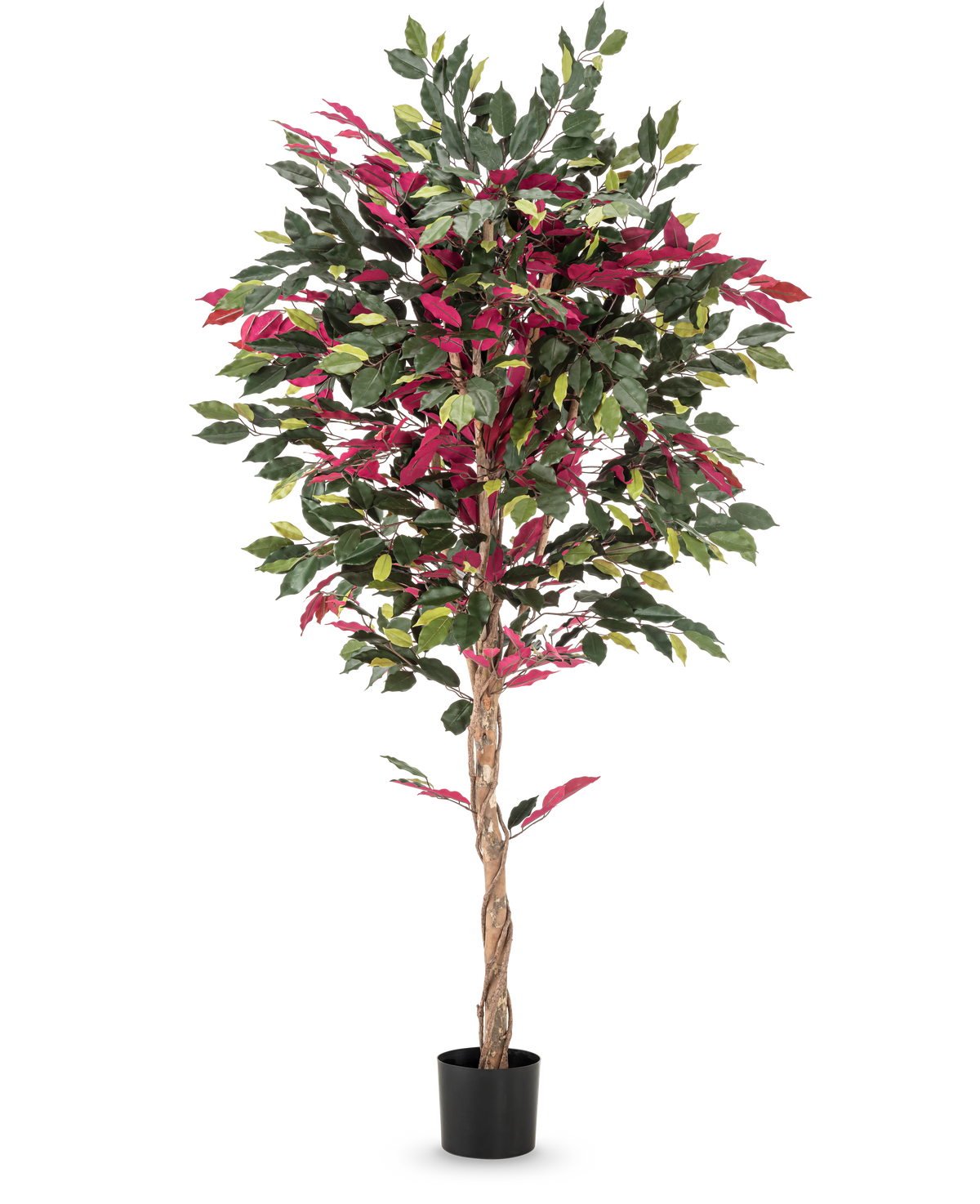 En brandhämmande konstgjord växt Ficus grön/röd på 180 cm, med vriden stam och grönröda blad i svart kruka, står mot en slät vit bakgrund.