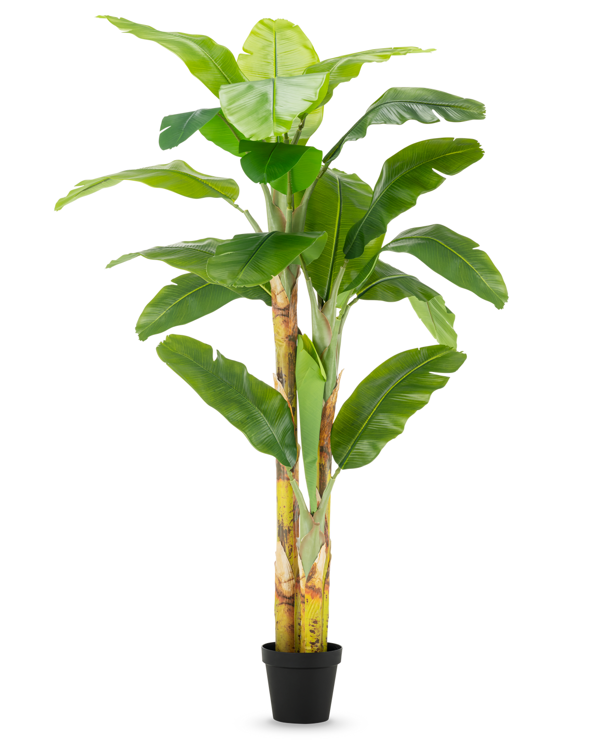 Det konstgjorda bananträdet 230 cm har höga, kraftiga stjälkar med breda gröna blad, i en enkel svart kruka mot en vit bakgrund.
