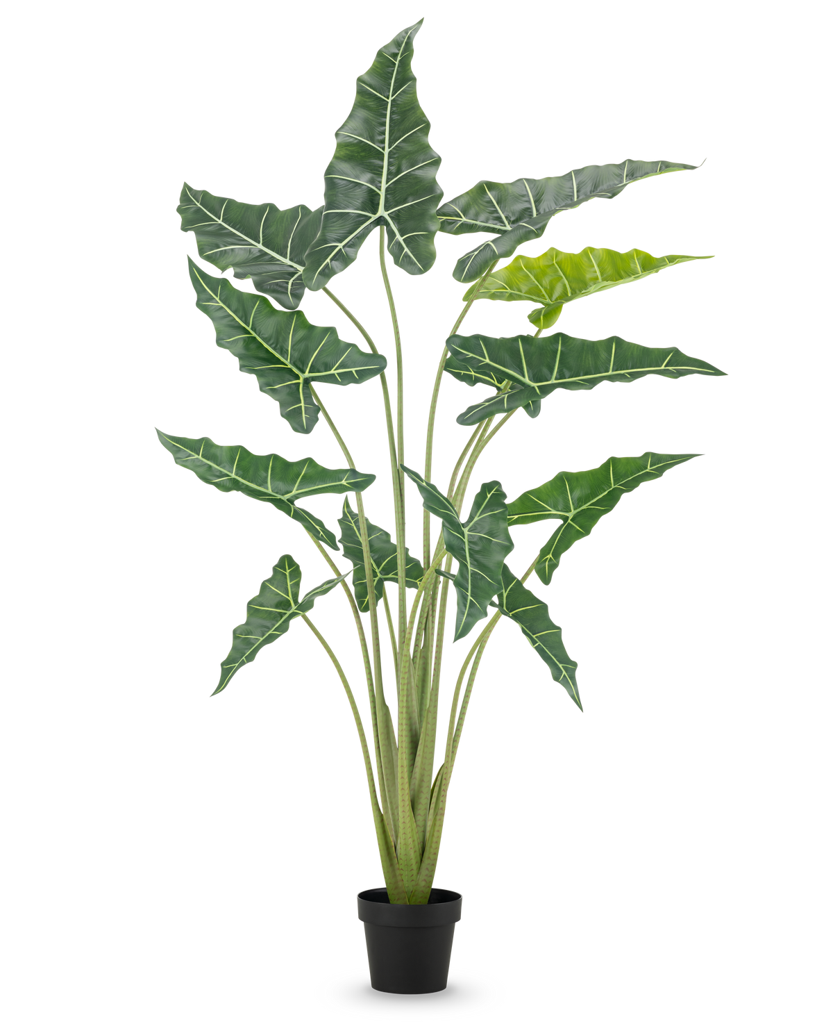 Den konstgjorda växten Alocasia 160 cm är en konstgjord växt i kruka med långa, upprättstående stjälkar och stora, mörkgröna blad med slående vita ådror, mot en vanlig vit bakgrund.