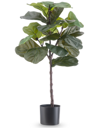 Ficus Tobaksplanta Deluxe 90 cm