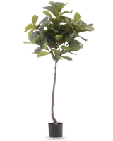 De Kunstplant Ficus Tabaksplant Deluxe 180 cm is een hoge kunstplant met grote, glanzende groene bladeren en een slanke bruine stam, tegen een effen witte achtergrond.