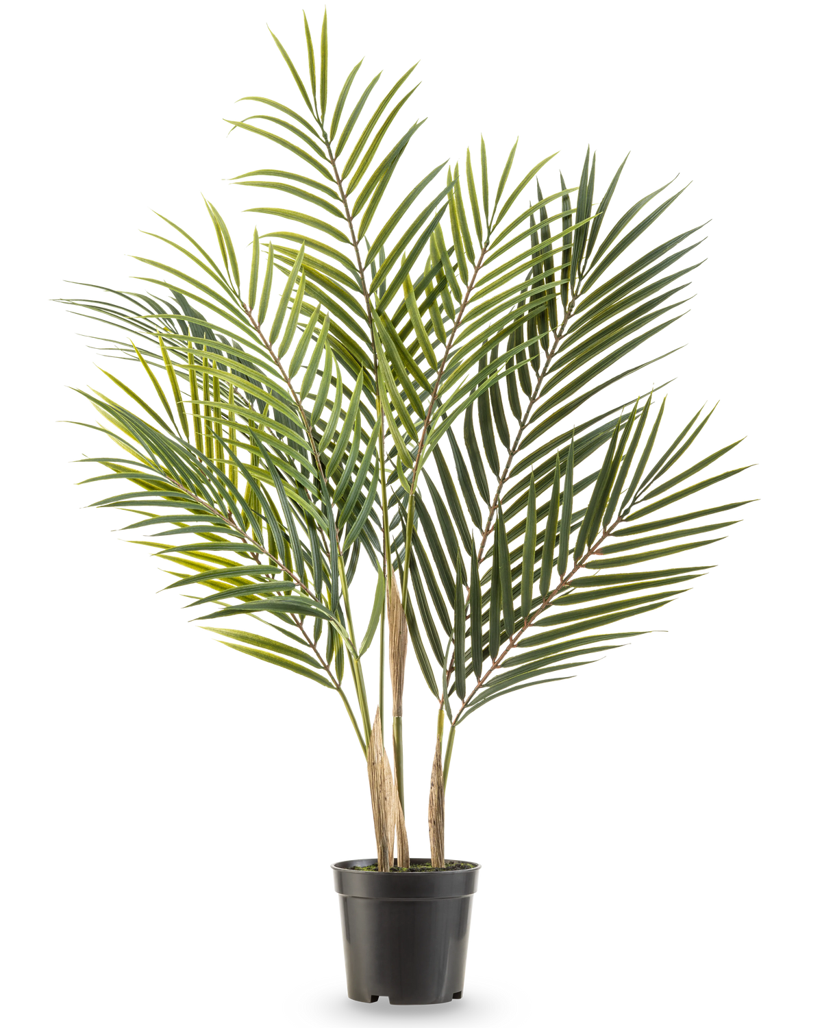 Artificiell palm Chamaedorea 71 cm har långa, smala gröna blad och flera stammar, vilket gör att den ser ut som en lång palm i en kruka mot en vit bakgrund.