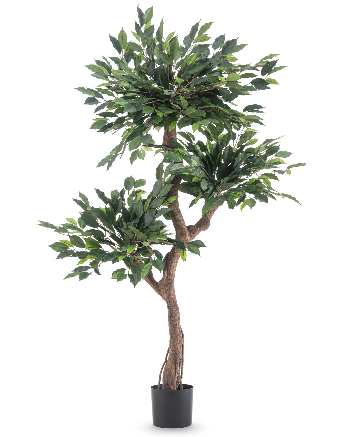 Den konstgjorda växten Ficus Crazy 150 cm är ett högt konstgjort träd med tre knippen täta gröna löv och en tvinnad brun stam, i en enkel svart kruka mot en vit bakgrund.