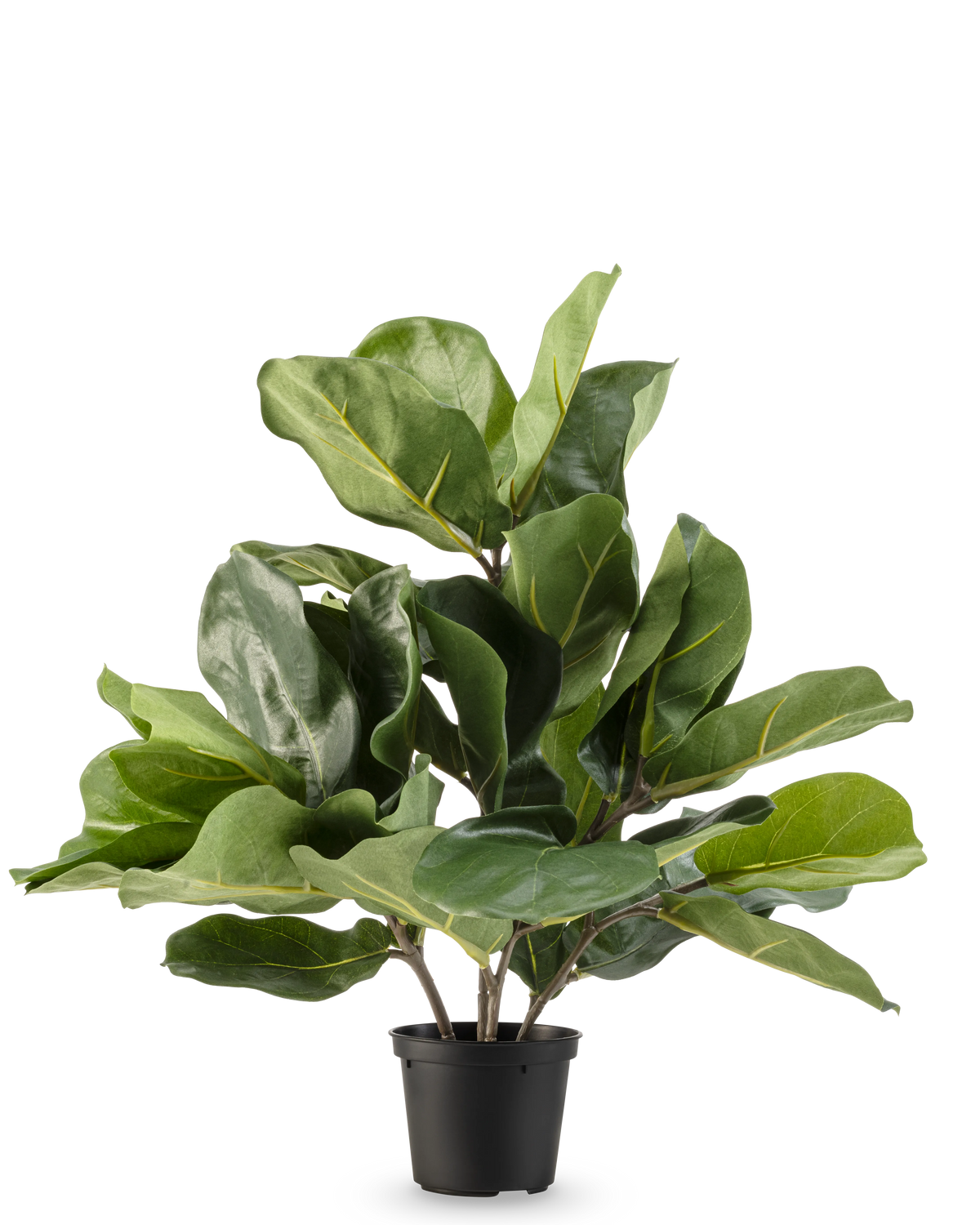 Den konstgjorda tobaksväxten Fiddle Leaf UV 45 cm har stora, glänsande gröna blad och tjocka stjälkar i en svart plastkruka, mot en vanlig vit bakgrund.