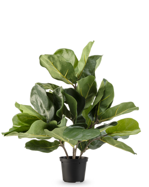 Den konstgjorda tobaksväxten Fiddle Leaf UV 45 cm har stora, glänsande gröna blad och tjocka stjälkar i en svart plastkruka, mot en vanlig vit bakgrund.
