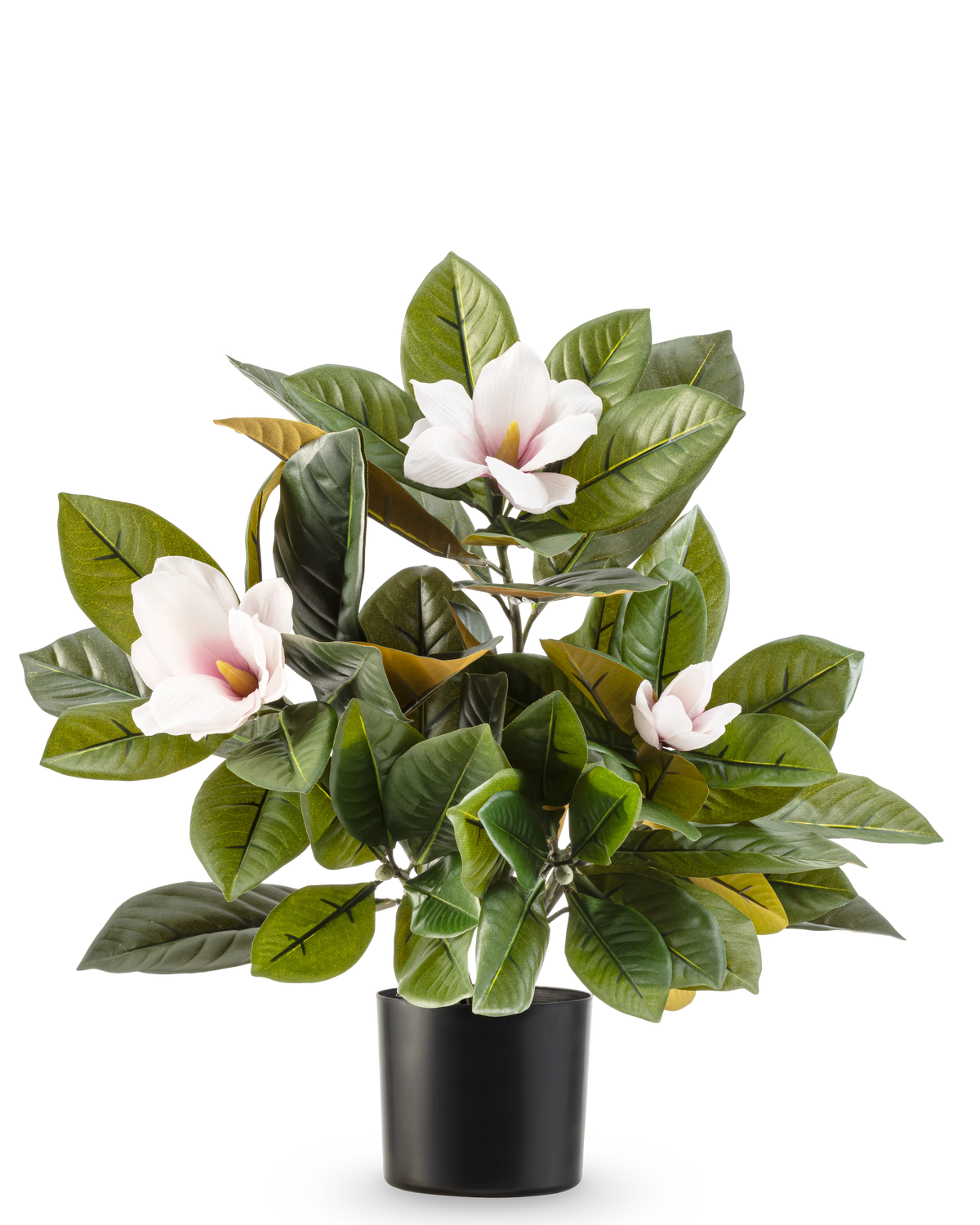 Artificiell Magnoliaväxt i 46 cm kruka är en lättskött växt med stora glänsande gröna blad och tre ljusrosa blommor med gult hjärta, i en enkel svart kruka mot vit bakgrund.