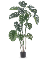 De Kunstplant Monstera 150 cm is een hoge kunstplant met grote gespleten groene bladeren in een eenvoudige zwarte pot, tegen een effen witte achtergrond.