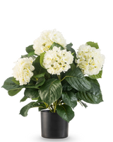 Artificiell Hortensia UV 43 cm vit växt har frodiga gröna blad och stora vita hortensiablommor i en svart kruka, mot en vanlig vit bakgrund.