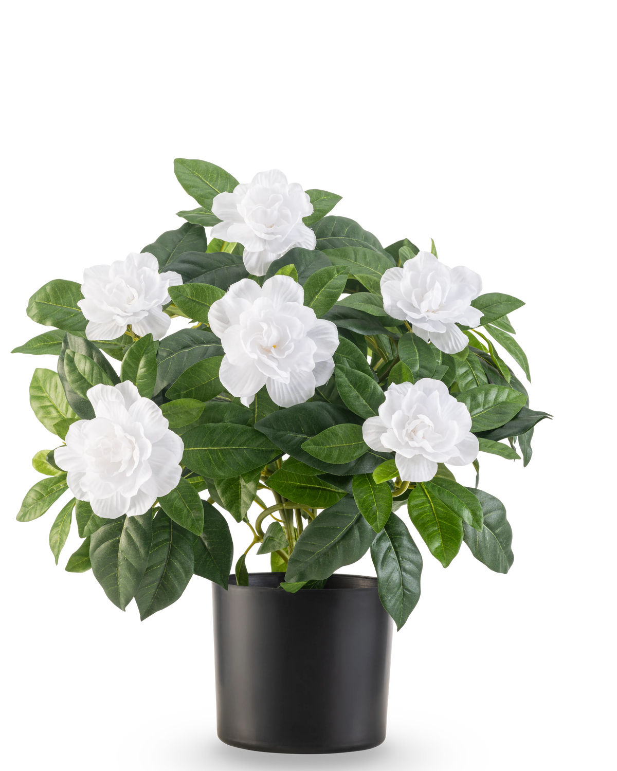 Den konstgjorda växten Gardenia UV 39 cm vit har frodiga gröna blad och stora vita gardeniablommor i en enkel svart kruka, mot en vanlig vit bakgrund.