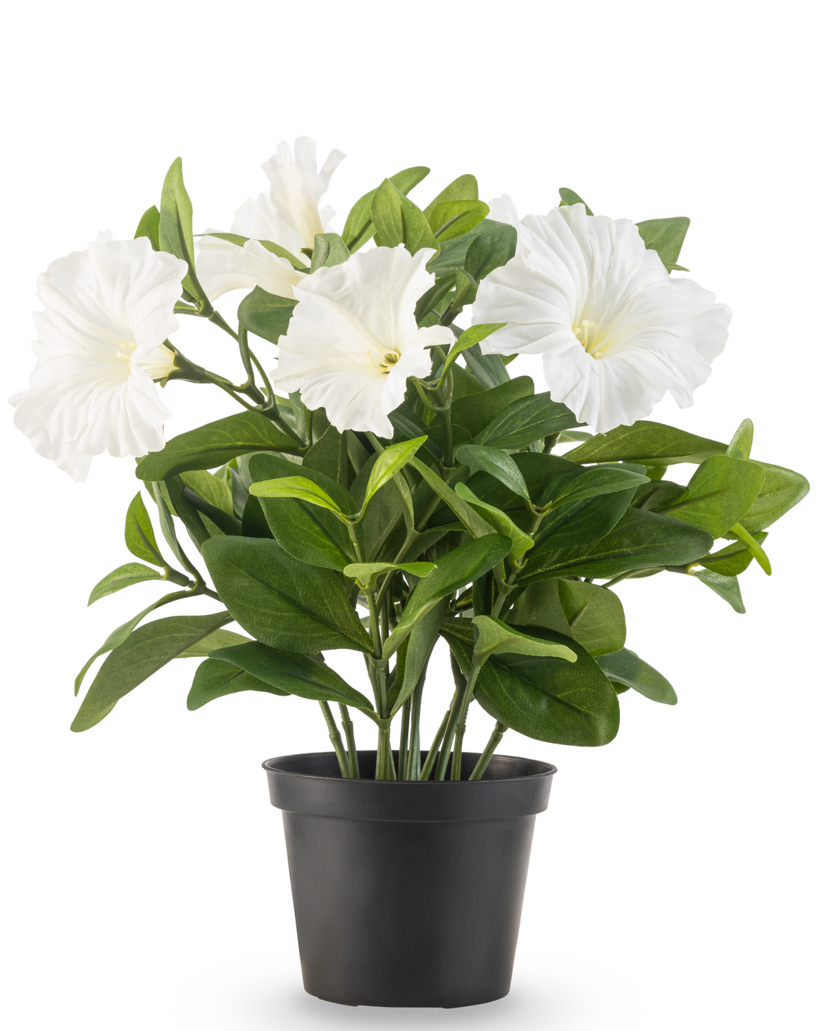 En konstgjord Petunia-växt UV 25 cm hög i en svart plastkruka har frodiga gröna blad och flera stora, vita, trumpetformade blommor, mot en vanlig vit bakgrund.