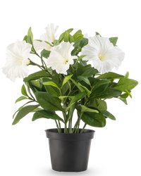 Konstgjord petunia 25 cm vit