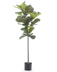 Konstgjord Fiolinfikus Deluxe 155 cm