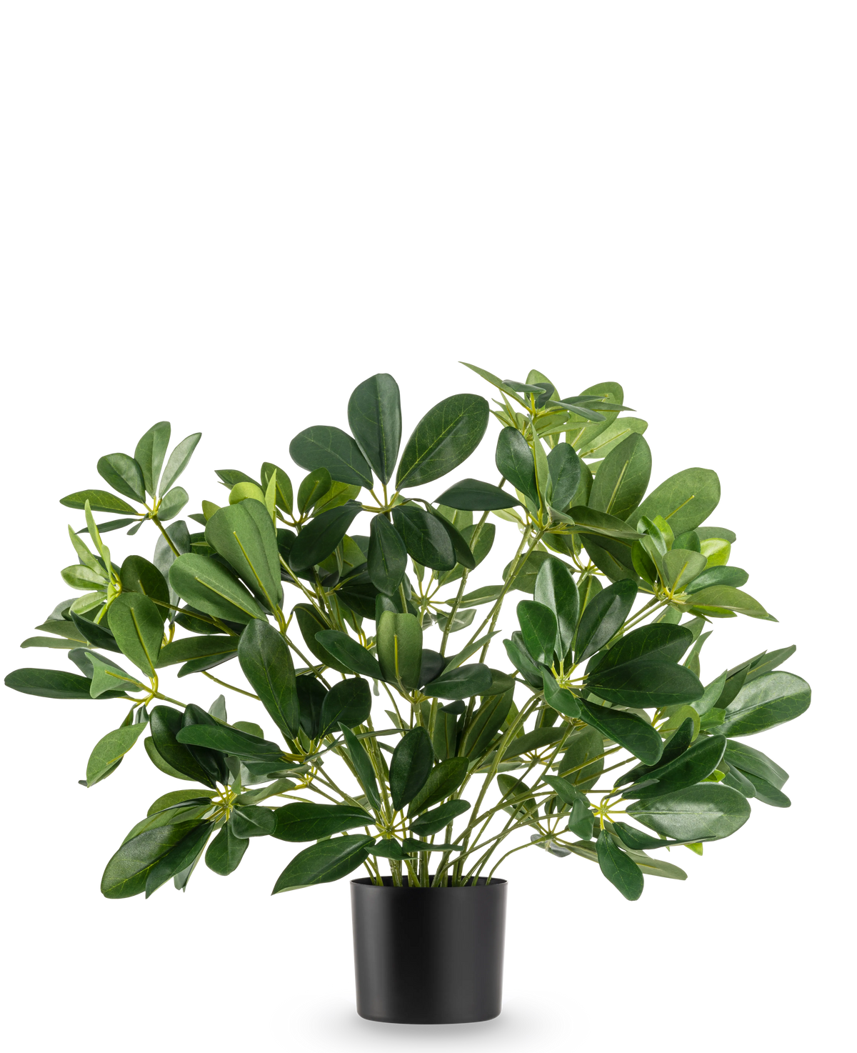 Den konstgjorda växten Baby Schefflera UV 45 cm har breda, glansiga blad och kommer i en enkel svart kruka, mot en vanlig vit bakgrund.