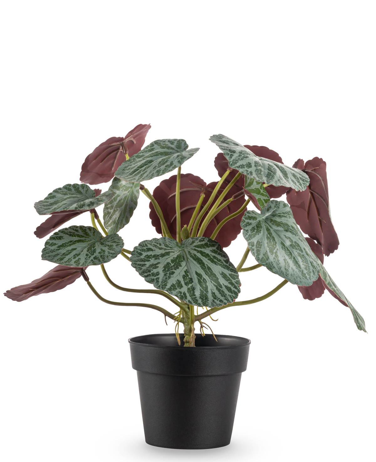 Den konstgjorda växten Saxifraga 27 cm har gröna blad med vita ådror och rödlila undersidor, presenterade i en enkel svart kruka mot en vanlig vit bakgrund.
