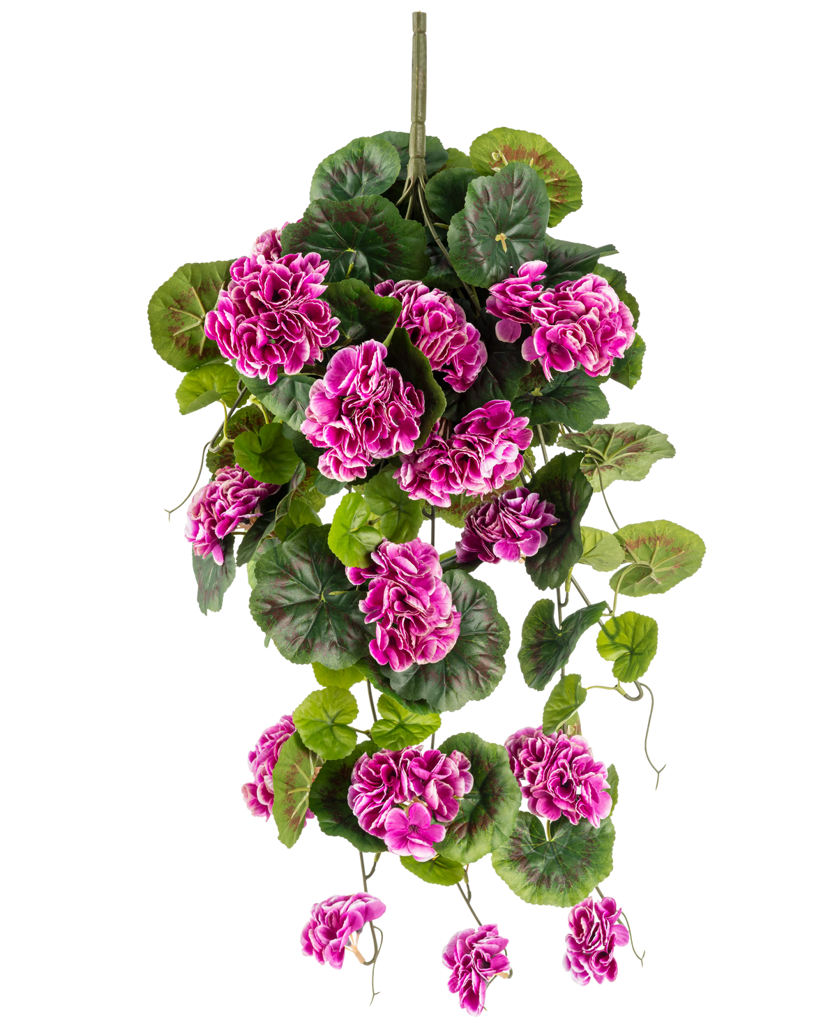 Den konstgjorda hängande växten Geranium 75 cm lila har frodiga gröna blad och klasar av livfulla lila-magenta blommor med vita kanter, som graciöst faller ner för en vertikal stjälk för en vacker hängande display.
