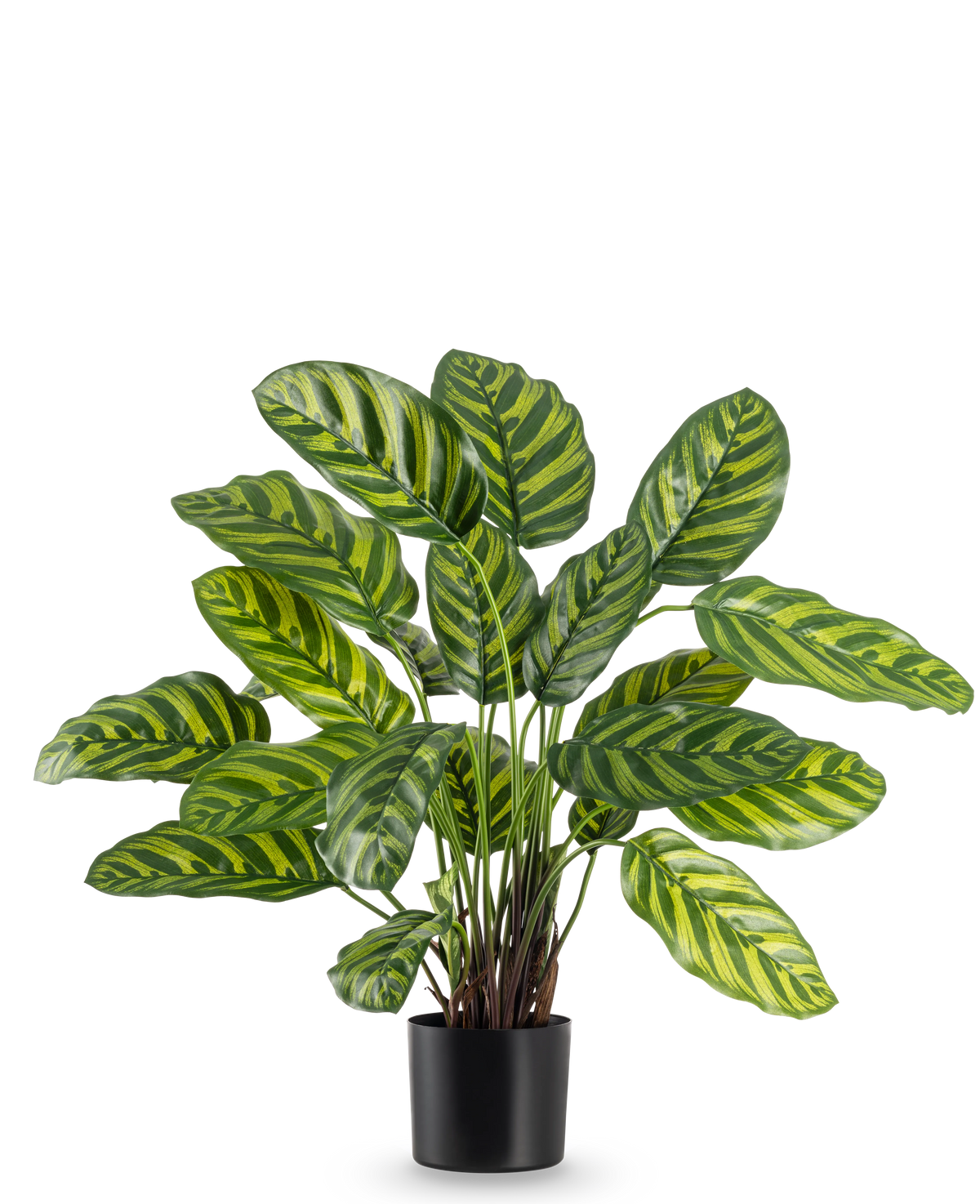 Den konstgjorda växten Calathea Makoyana 60 cm har stora, livfulla gröna blad med ljusgröna och gula ränder, i en snygg blomkruka mot en vanlig vit bakgrund.