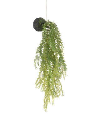 De Kunst hangplant Phlegmariurus bal 50 cm heeft groene varenbladeren aan een met mos bedekte ronde basis, opgehangen aan een touwtje tegen een witte achtergrond.