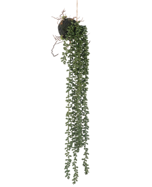 De Kunst hangplant Senecio bal 58 cm heeft lange, slingerende groene ranken met kleine ronde bladeren die aan een mosbal hangen, tegen een witte achtergrond.