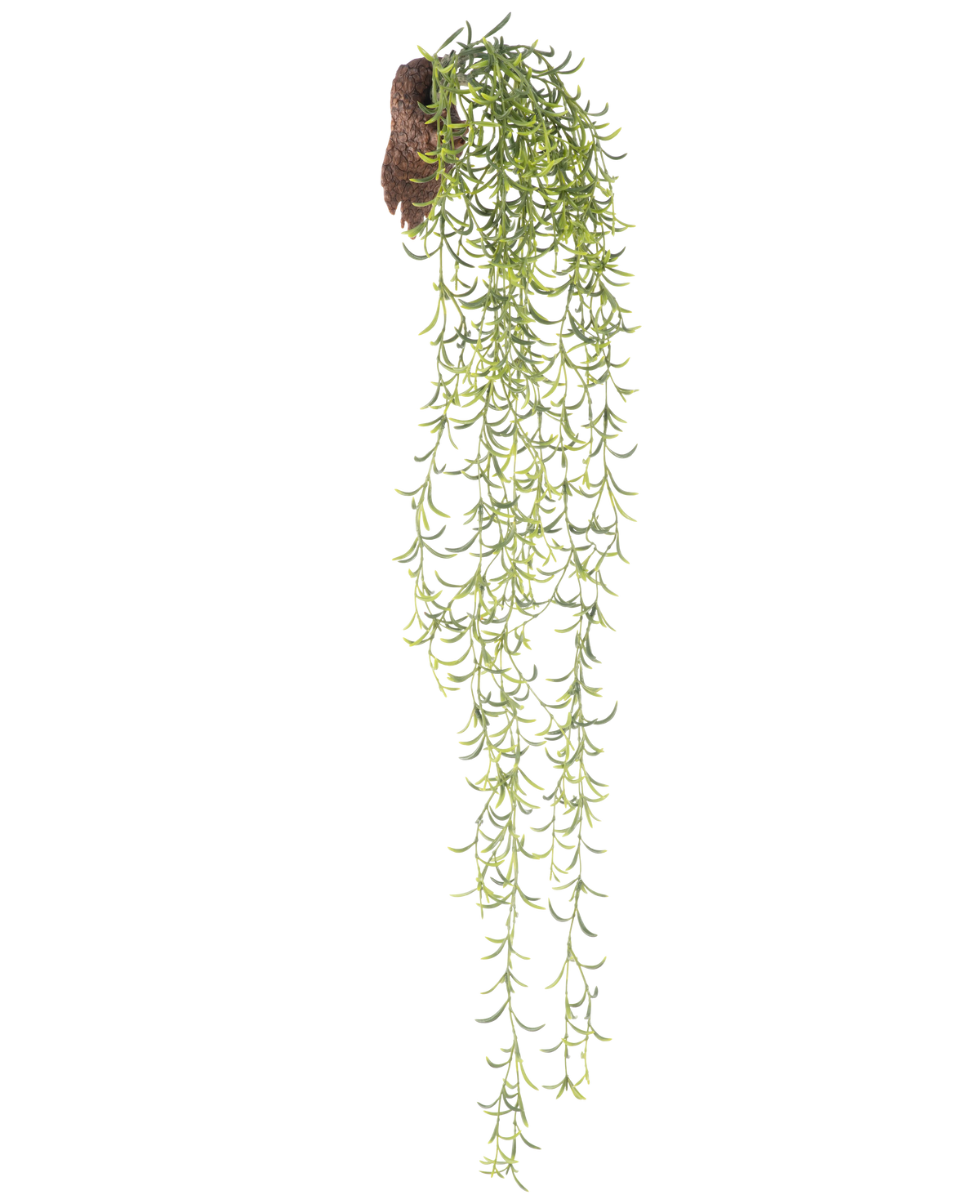 Den konstgjorda hängande växten Senecio 86 cm har långa, gröna suckulenta stjälkar med små smala blad som kommer fram ur en brun rotklump, mot en vit bakgrund.
