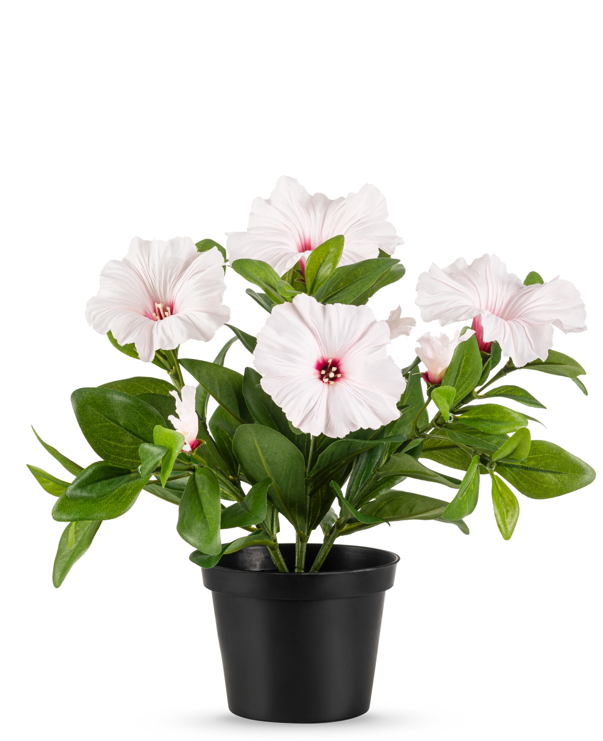 Konstblomma Petunia växt 25 cm rosa placeras i en svart kruka, med flera ljusrosa, fembladiga blommor med mörkrosa hjärta och gula ståndare, mot en vanlig vit bakgrund.