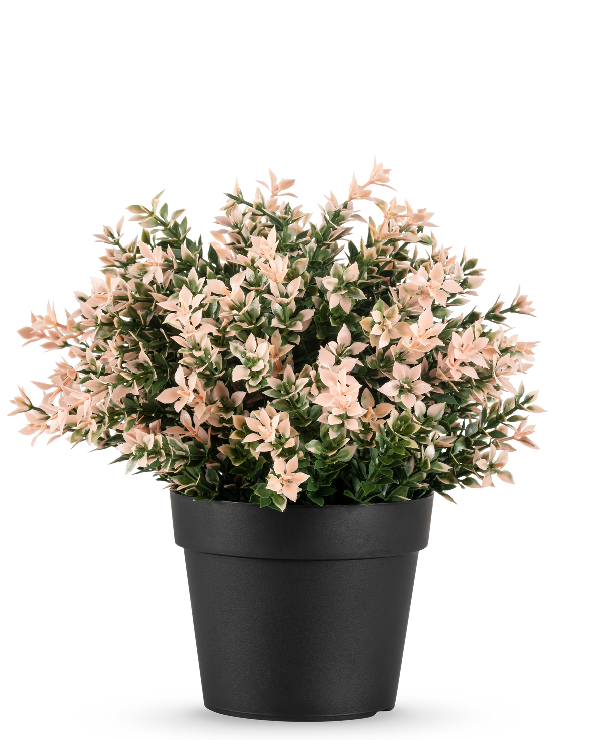 Artificiell buxbom rosa UV 22 cm har täta, små ljusrosa och gröna blad i en vanlig svart kruka, mot en vit bakgrund.