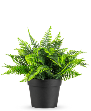 De Kunstplant Varen in pot UV 23 cm heeft een levensechte groene varen met gevederde bladeren in een eenvoudige zwarte pot, tegen een witte achtergrond.