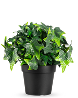 De Kunstplant Klimop in pot UV 20 cm heeft groene, stervormige kunstmatige klimopbladeren in een eenvoudige zwarte pot, afgebeeld tegen een witte achtergrond.