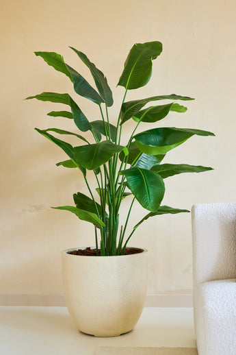 Den konstgjorda växten Strelitzia Real Touch Deluxe 180 cm, med sina breda, glänsande blad, står på golvet bredvid en vit strukturerad soffa och beige vägg och ger en touch av tropisk stil till rummet.