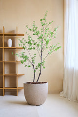 Den konstgjorda växten Enkianthus 180 cm, ett naturtroget konstgjort träd med gröna löv i en stor beige kruka fylld med bruna stenar, placeras i ett minimalistiskt rum med en trähylla, vit vas, krämfärgade väggar och genomskinliga vita gardiner.