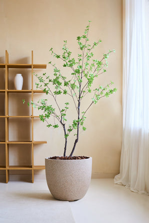Den konstgjorda växten Enkianthus 180 cm, ett naturtroget konstgjort träd med gröna löv i en stor beige kruka fylld med bruna stenar, placeras i ett minimalistiskt rum med en trähylla, vit vas, krämfärgade väggar och genomskinliga vita gardiner.