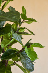 Närbild av Artificiell Ficus Tobacco Plant Deluxe 180 cm, med sina frodiga, glänsande gröna blad och smala bruna stjälkar mot en enkel beige bakgrund.