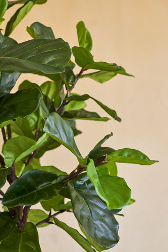 Närbild av Artificiell Ficus Tobacco Plant Deluxe 180 cm, med sina frodiga, glänsande gröna blad och smala bruna stjälkar mot en enkel beige bakgrund.