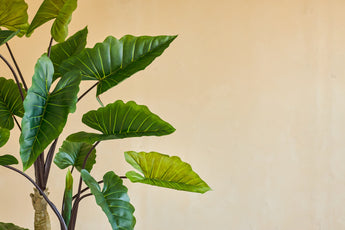 Den konstgjorda växten Calocasia 210 cm har stora gröna blad med synliga ådror på mörka stjälkar, som står mot en vanlig beige vägg för en enkel, naturlig look inomhus.