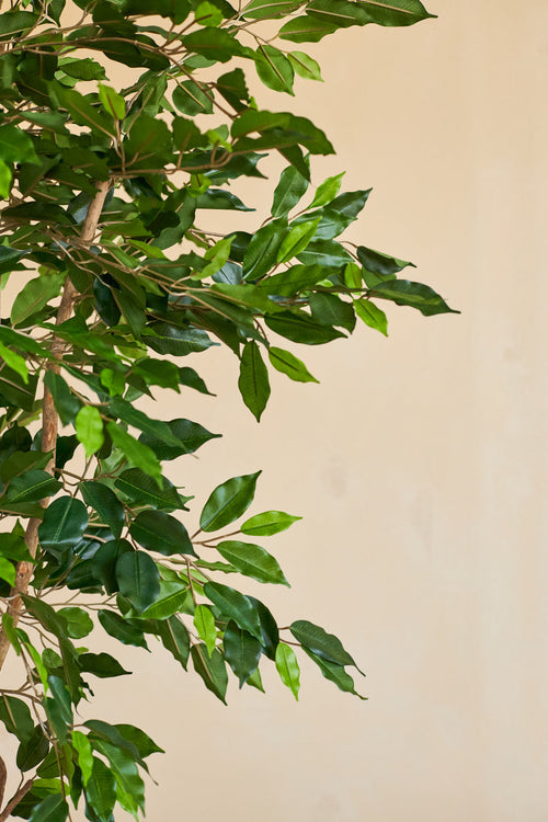 En närbild av den konstgjorda växten Ficus Grön 180 cm med smala grenar i en dekorativ kruka, mot en enkel beige bakgrund.