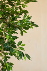 En närbild av den konstgjorda växten Ficus Green 180 cm med smala grenar i en dekorativ kruka, mot en enkel beige bakgrund.