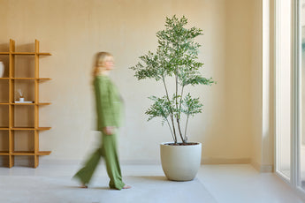 En person i grönt går förbi Artificiell Ruscus-växt 180 cm, en hög krukväxt i ett minimalistiskt rum med ljusa väggar, ett fönster och en trähylla. Figuren verkar vagt i rörelse.