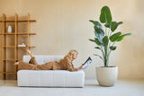 En kvinna i bruna loungekläder läser en tidning på en vit soffa. Bakom henne ger den konstgjorda Strelitzia 180 cm verklig touch-växt frodig grönska till den moderna, minimalistiska inredningen.
