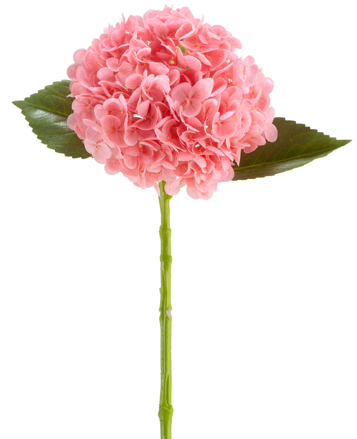 Den konstgjorda blomman Charlotte Hydrangea Real Touch mörkrosa är en konstgjord hortensiablomma på 55 cm lång, med en rund klase av mörkrosa kronblad och gröna blad på en lång stjälk, isolerad på en vit bakgrund.