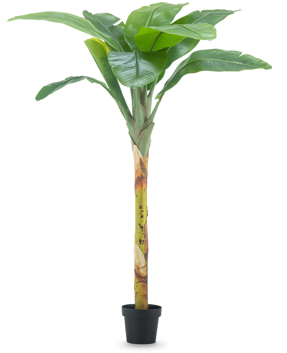 Det konstgjorda bananträdet 180 cm har breda gröna blad och en strukturerad stam i en liten svart kruka, mot en vanlig vit bakgrund.