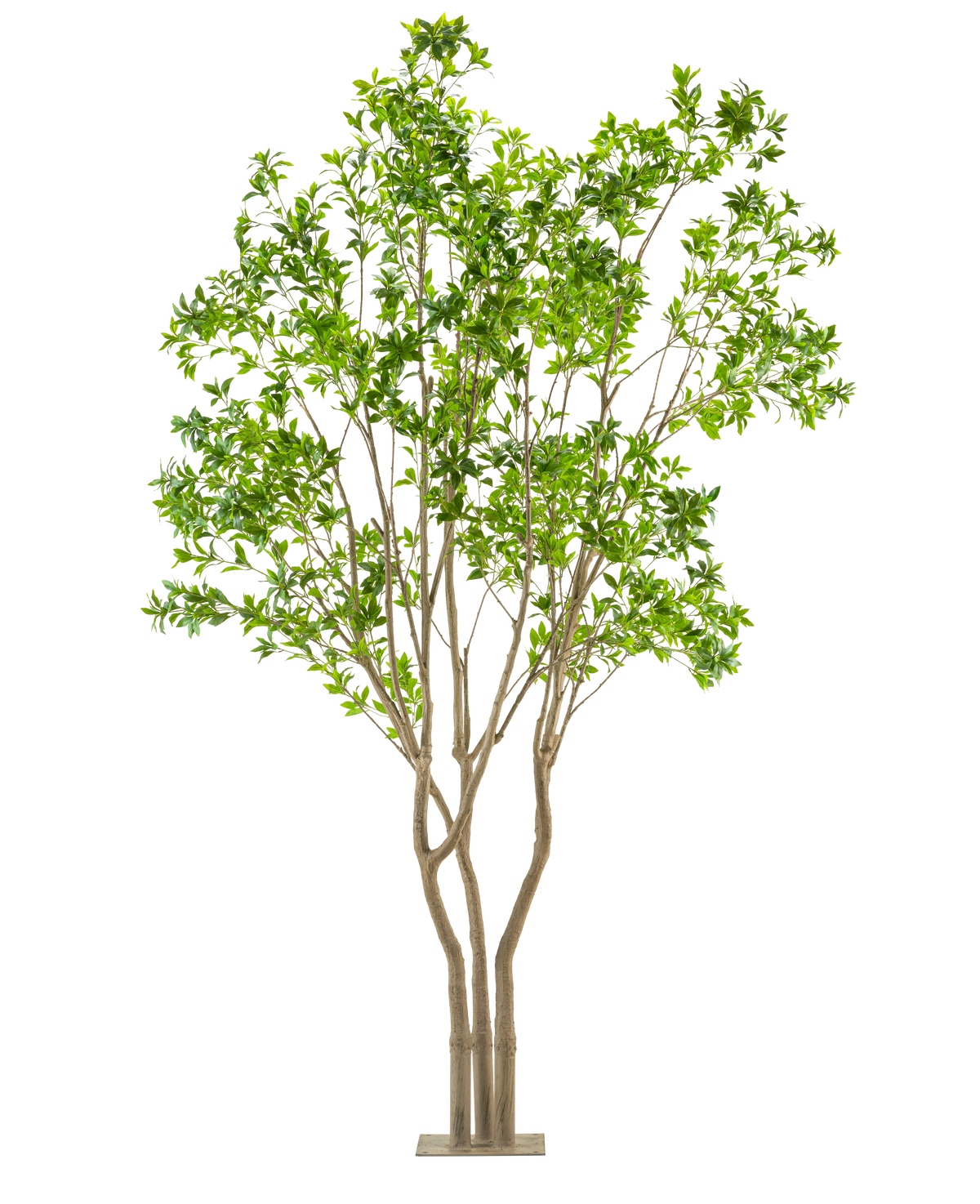Den konstgjorda växten Pieris Japonica 290 cm är ett högt konstgjort träd med flera ljusbruna stammar och frodiga gröna blad i en rektangulär kruka, mot en vit bakgrund.