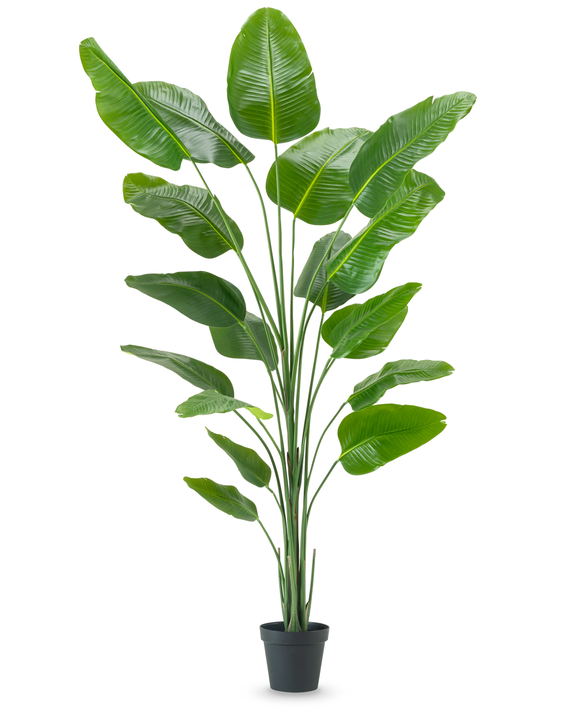 Den konstgjorda växten Strelitzia 240 cm real touch har stora, glänsande gröna blad i en svart kruka, mot en vanlig vit bakgrund.