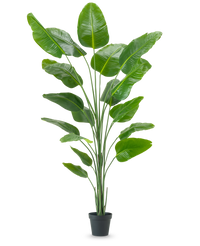 Konstgjord Strelitzia Real touch 240cm