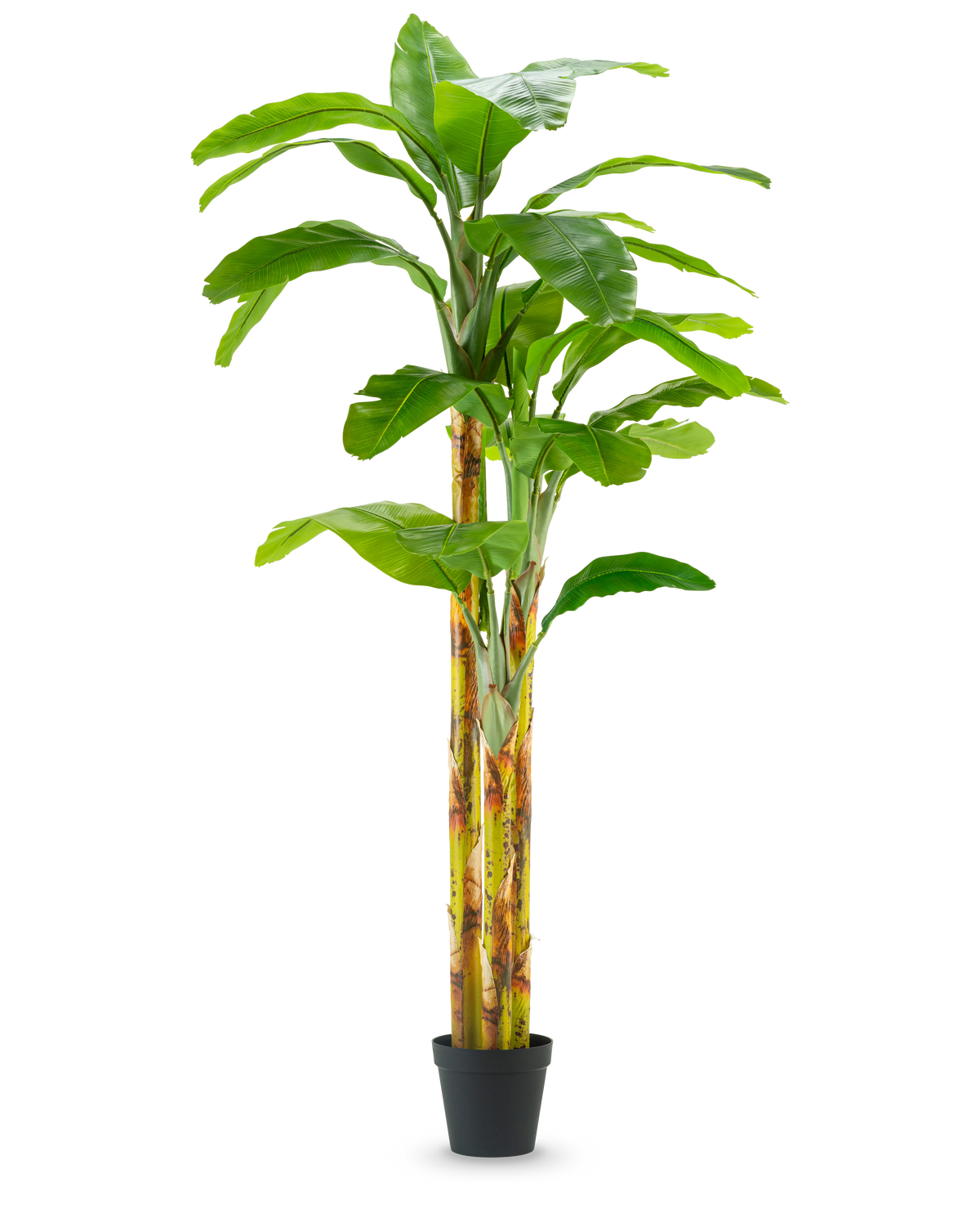 Det konstgjorda bananträdet 270 cm har breda gröna blad och gulgröna stjälkar i en liten svart kruka, mot en vanlig vit bakgrund.