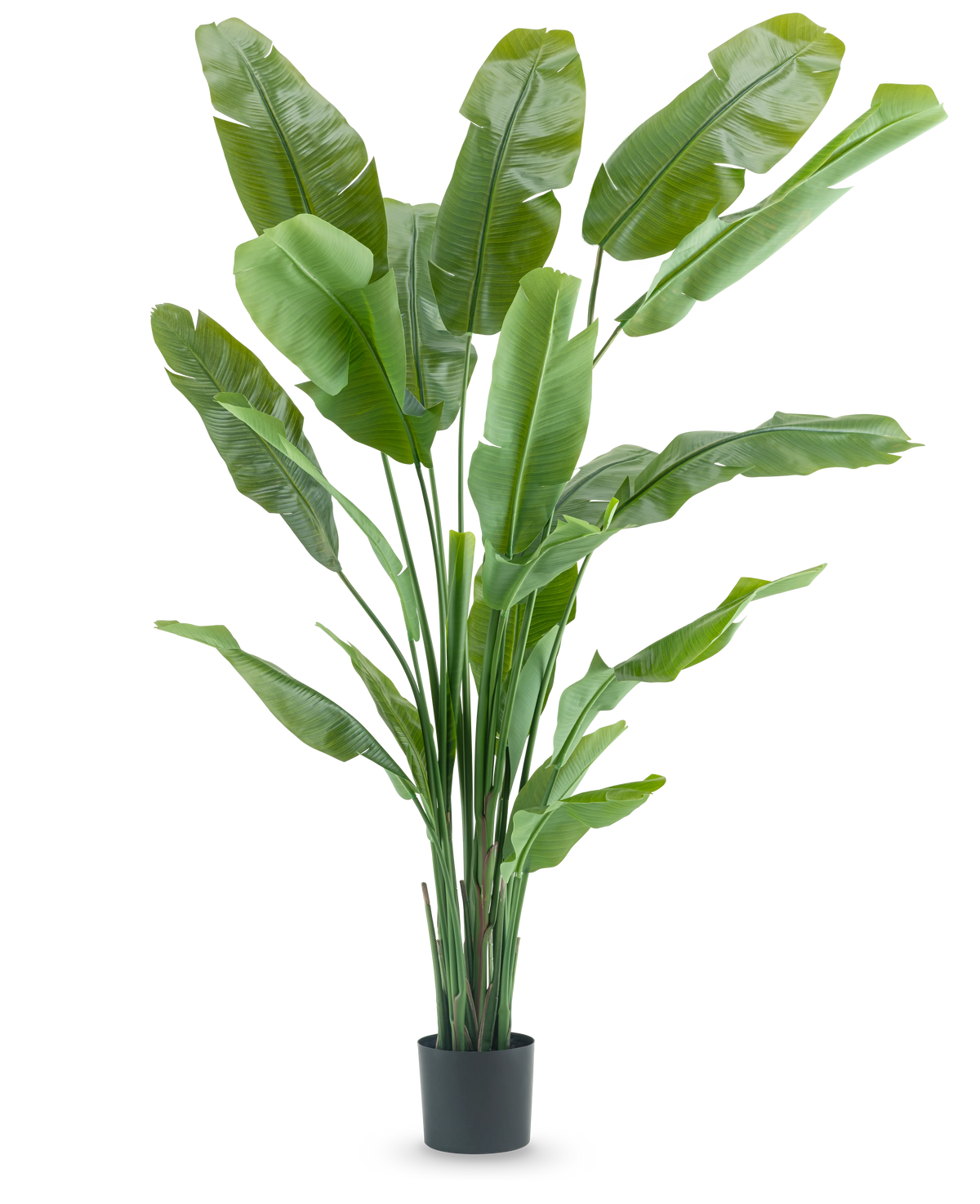 Konstgjorda växten Strelitzia Nicolai Deluxe 210 cm har långa, breda gröna blad i en enkel svart kruka på vit bakgrund. Denna tropiska konstgjorda växt ger alla rum en frodig, tropisk stil.