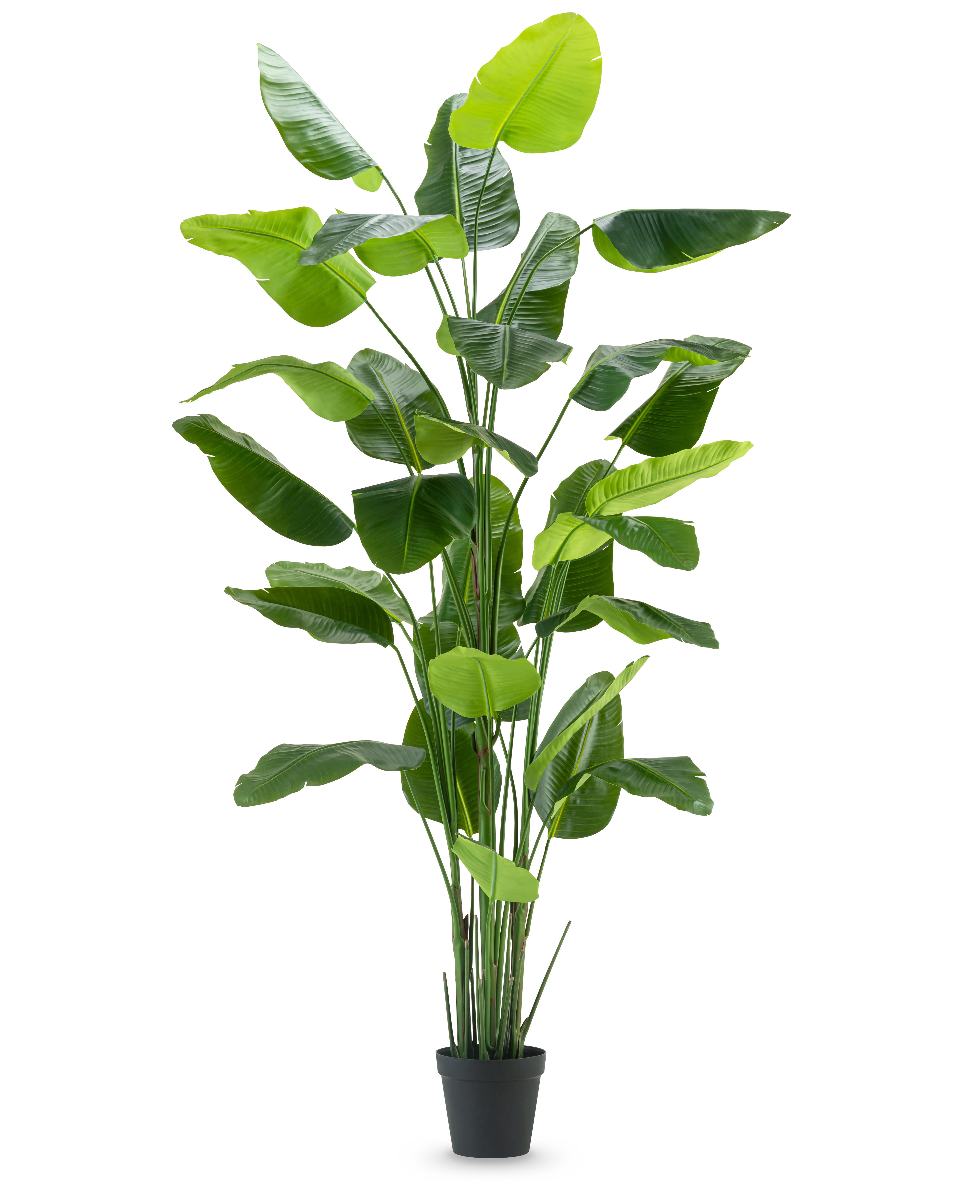 Konstgjord växt Strelitzia Real Touch Deluxe 300 cm – Ambiplant Sverige