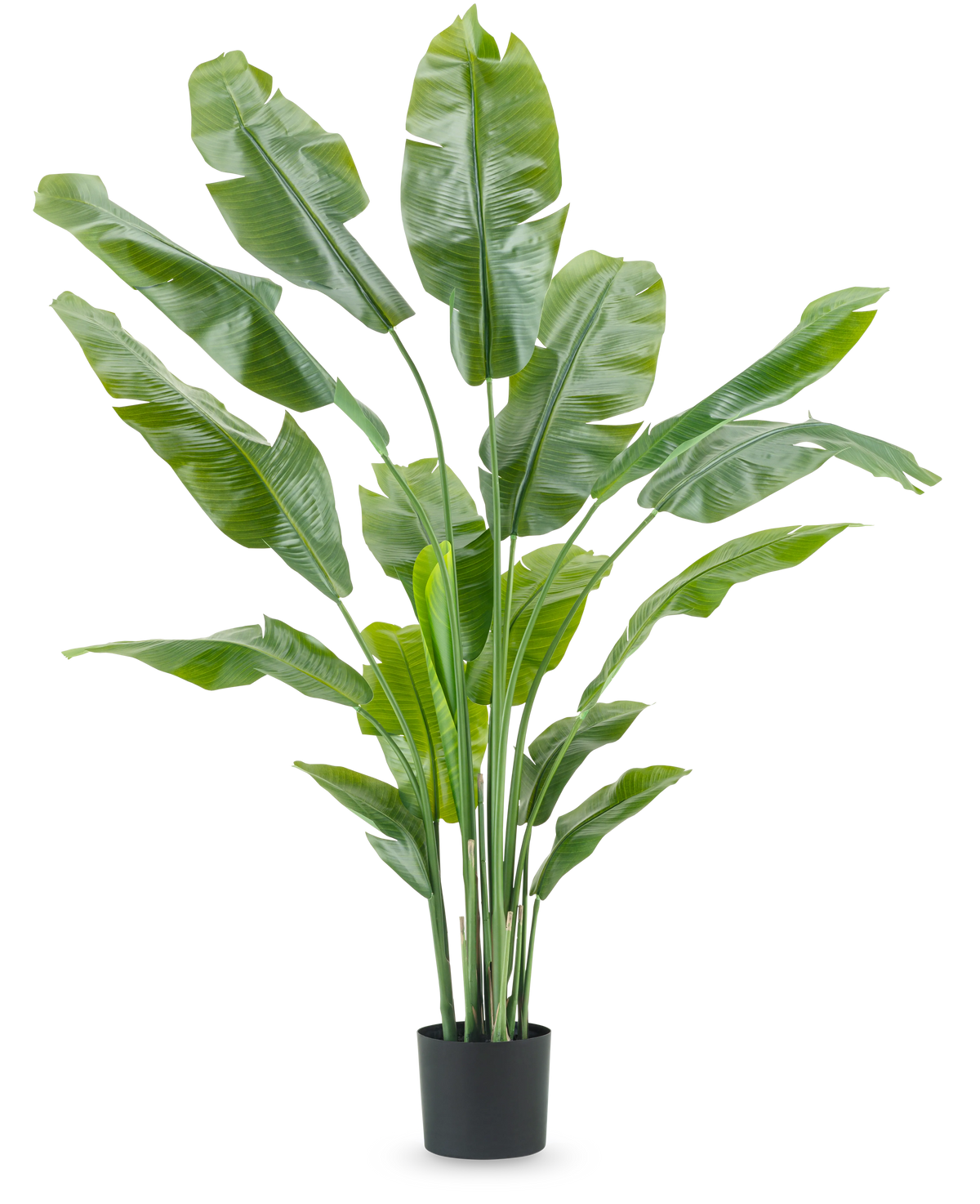 Konstgjord växt Strelitzia Nicolai Deluxe 180 cm med långa, breda gröna blad i en enkel svart kruka sticker ut mot en vanlig vit bakgrund - en slående krukväxt och stilren inredning för alla inredningar.