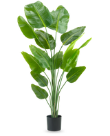 Den konstgjorda växten Strelitzia 180 cm real touch är en lång, grön konstgjord växt med långa stjälkar och stora, glänsande blad som liknar en paradisfågel, mot en vanlig vit bakgrund.