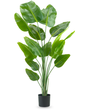 Den konstgjorda växten Strelitzia 180 cm real touch är en lång, grön konstgjord växt med långa stjälkar och stora, glänsande blad som liknar en paradisfågel, mot en vanlig vit bakgrund.