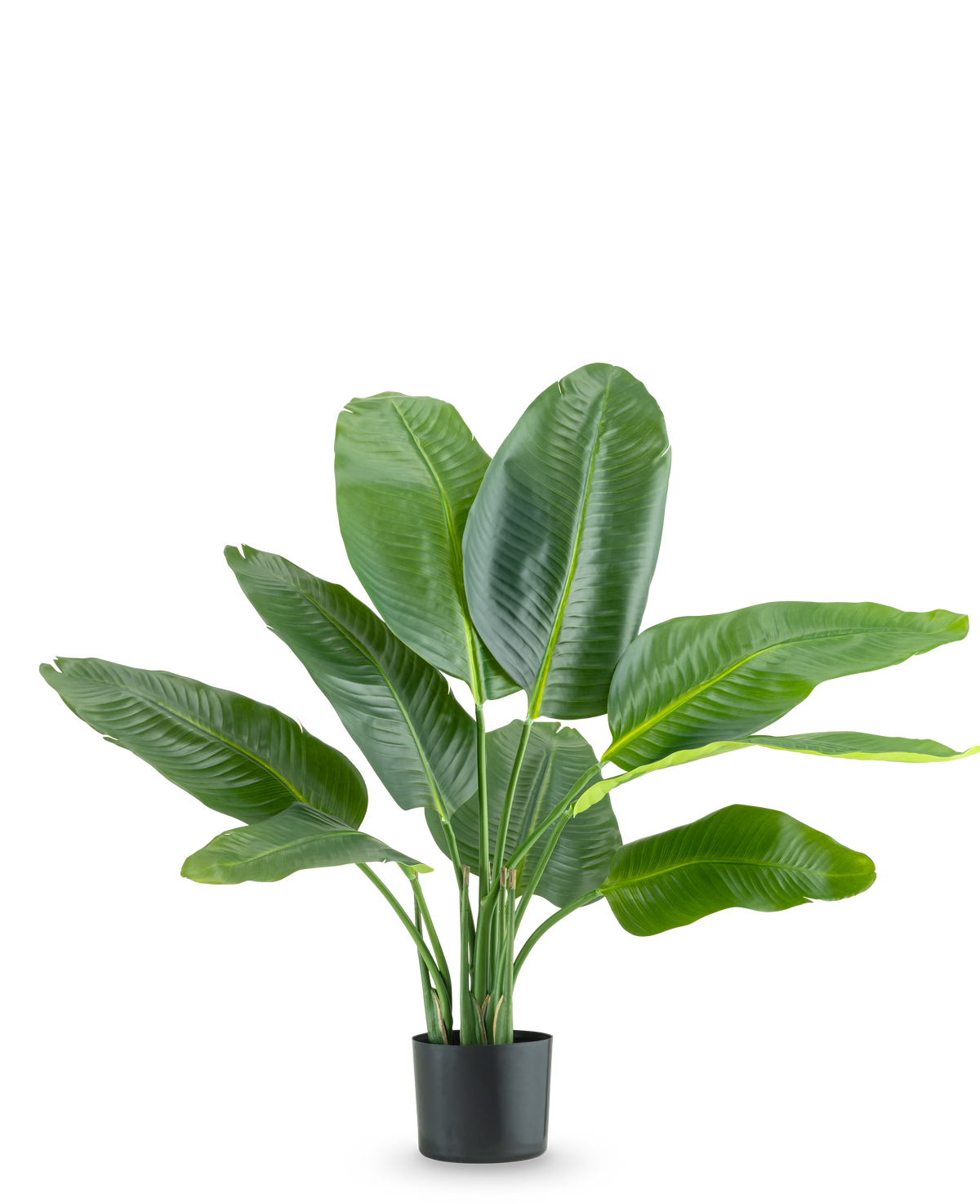 Den konstgjorda växten Strelitzia Real Touch Deluxe 90 cm är en hög krukväxt med stora, glänsande gröna blad, avbildad mot en vanlig vit bakgrund.