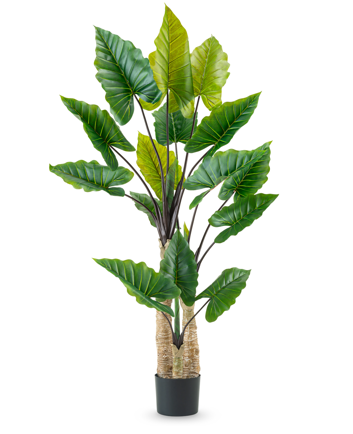 Den konstgjorda växten Calocasia 210 cm har långa, kraftiga stjälkar och stora gröna tropiska blad, arrangerade i en svart kruka mot en vanlig vit bakgrund.